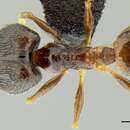 Image de Pheidole oceanica Mayr 1866