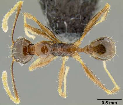 Image of Pheidole oceanica Mayr 1866