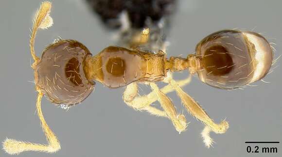 Image of Pheidole umbonata Mayr 1870