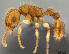 Image of Ant