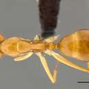 Image of Camponotus chloroticus Emery 1897