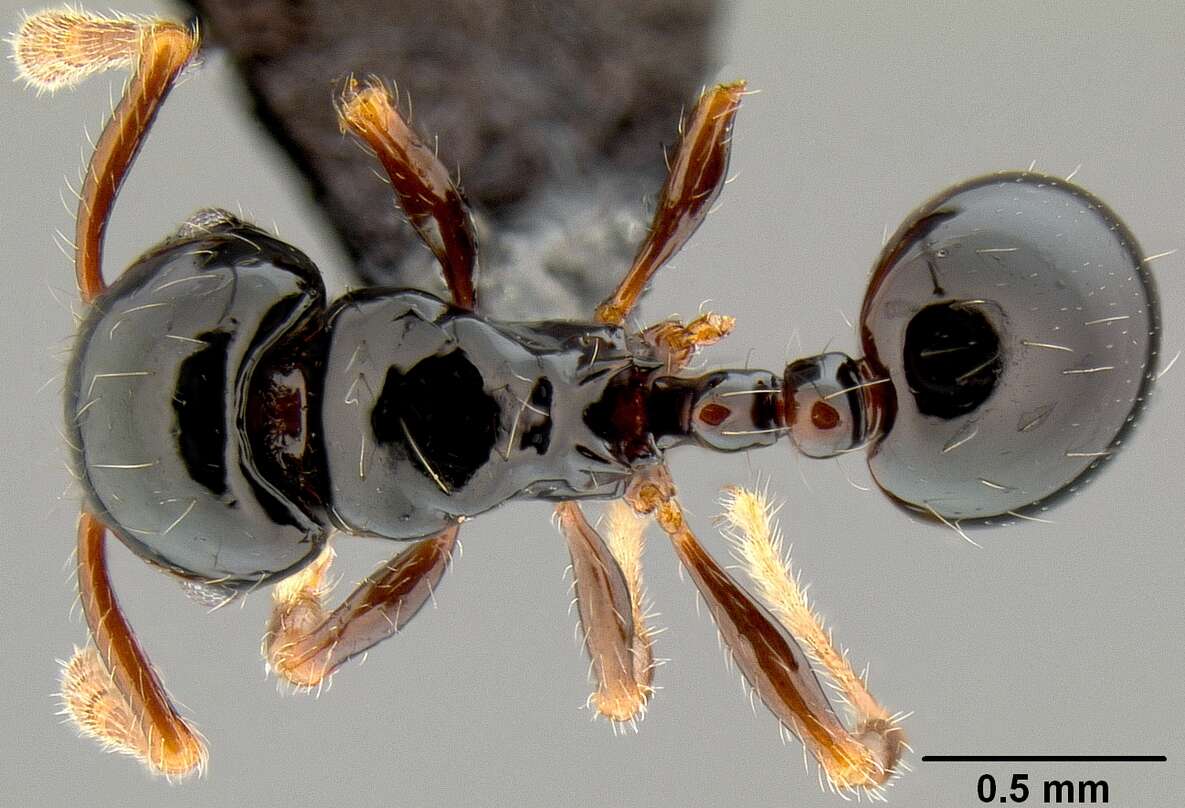 Image of Pristomyrmex mandibularis Mann 1921