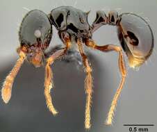 Image of Pristomyrmex mandibularis Mann 1921