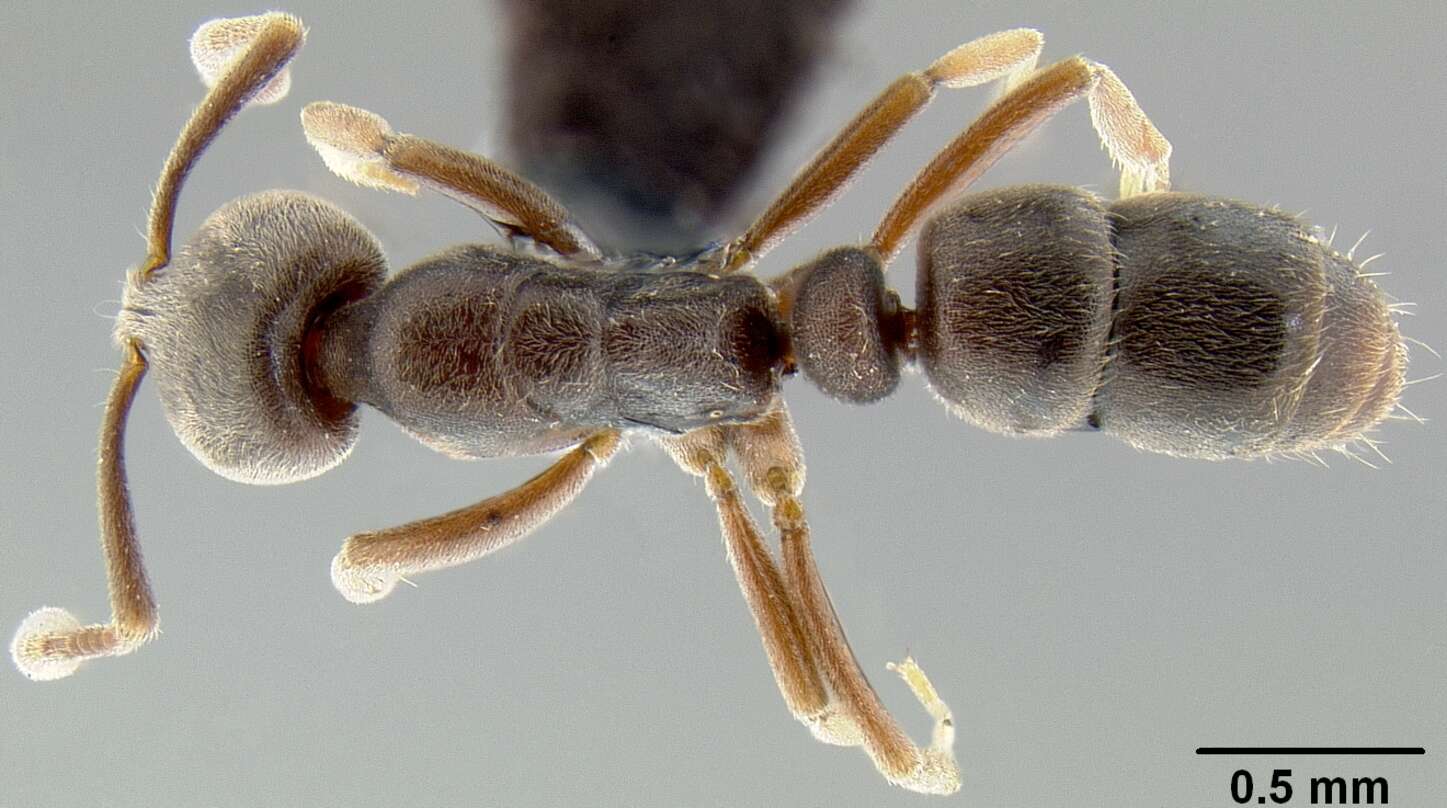 Image of Ant