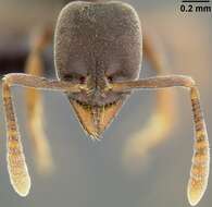 Image of Ant