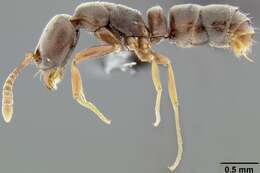 Image of Ant