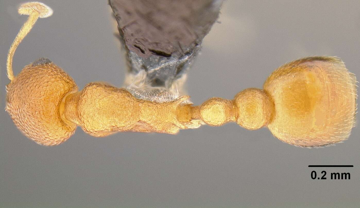 Image of Tramp Ants