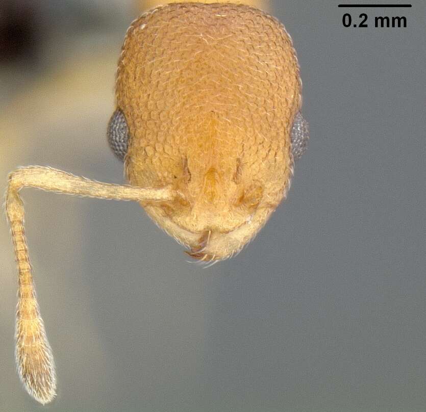 Image of Tramp Ants