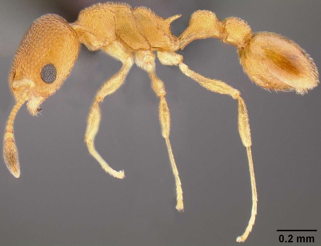 Image of Tramp Ants