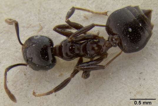 Image of Crematogaster trautweini Viehmeyer 1914