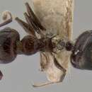 Image of Crematogaster travancorensis Forel 1902