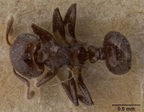 Image of Crematogaster flavitarsis Emery 1900