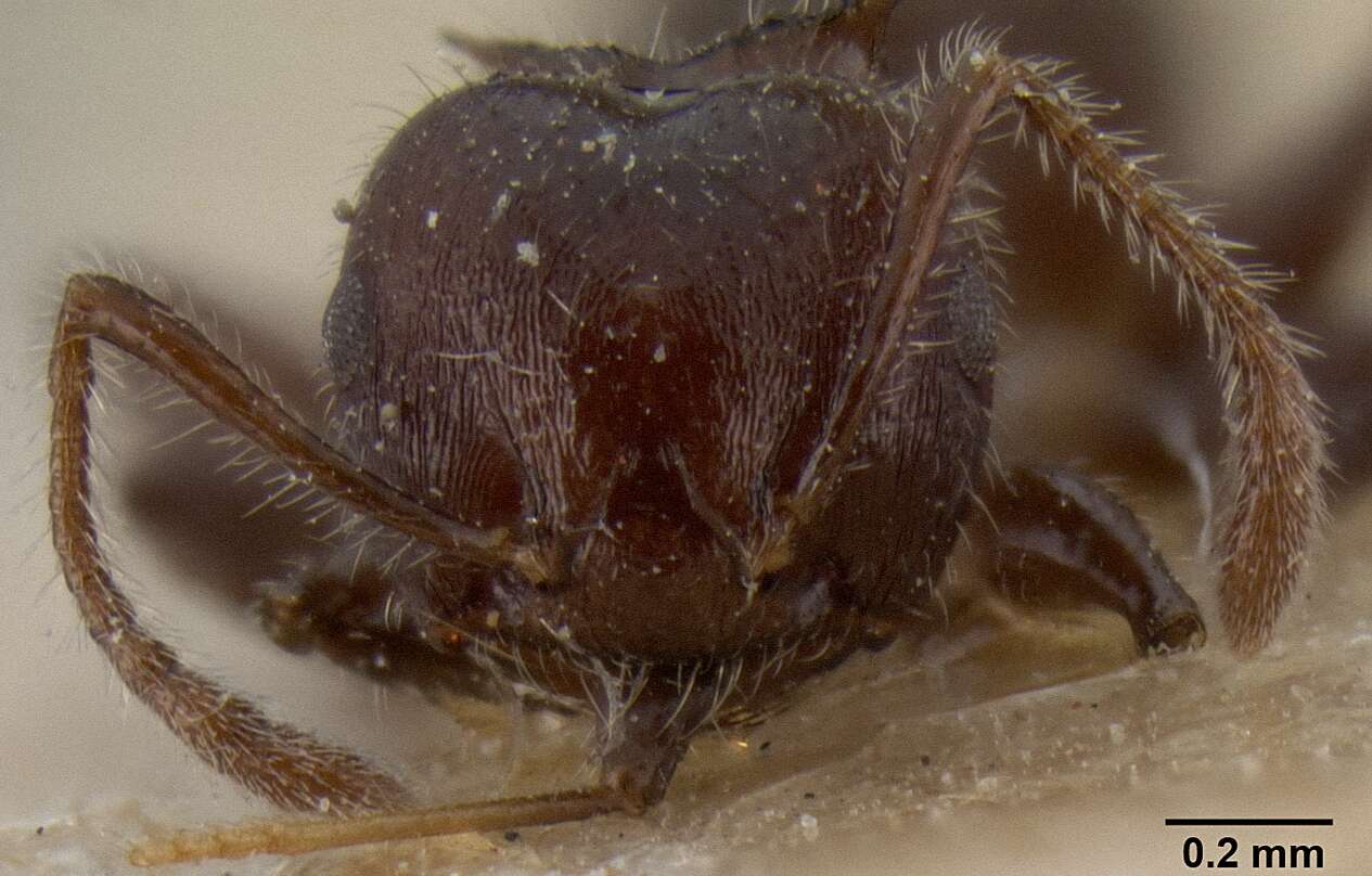 Image of Crematogaster flavitarsis Emery 1900