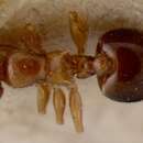 Image of Crematogaster enneamera Emery 1900