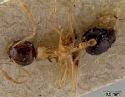 Image of Crematogaster paradoxa Emery 1894