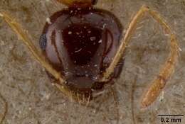 Image of Crematogaster paradoxa Emery 1894