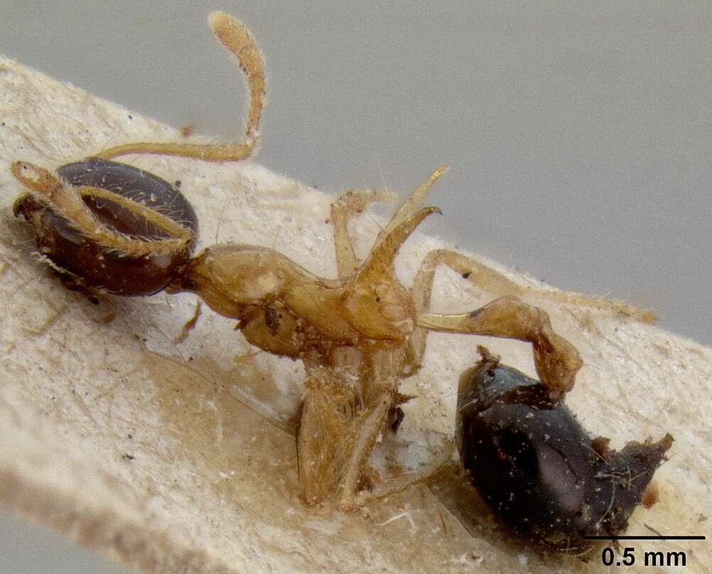 Image of Crematogaster paradoxa Emery 1894