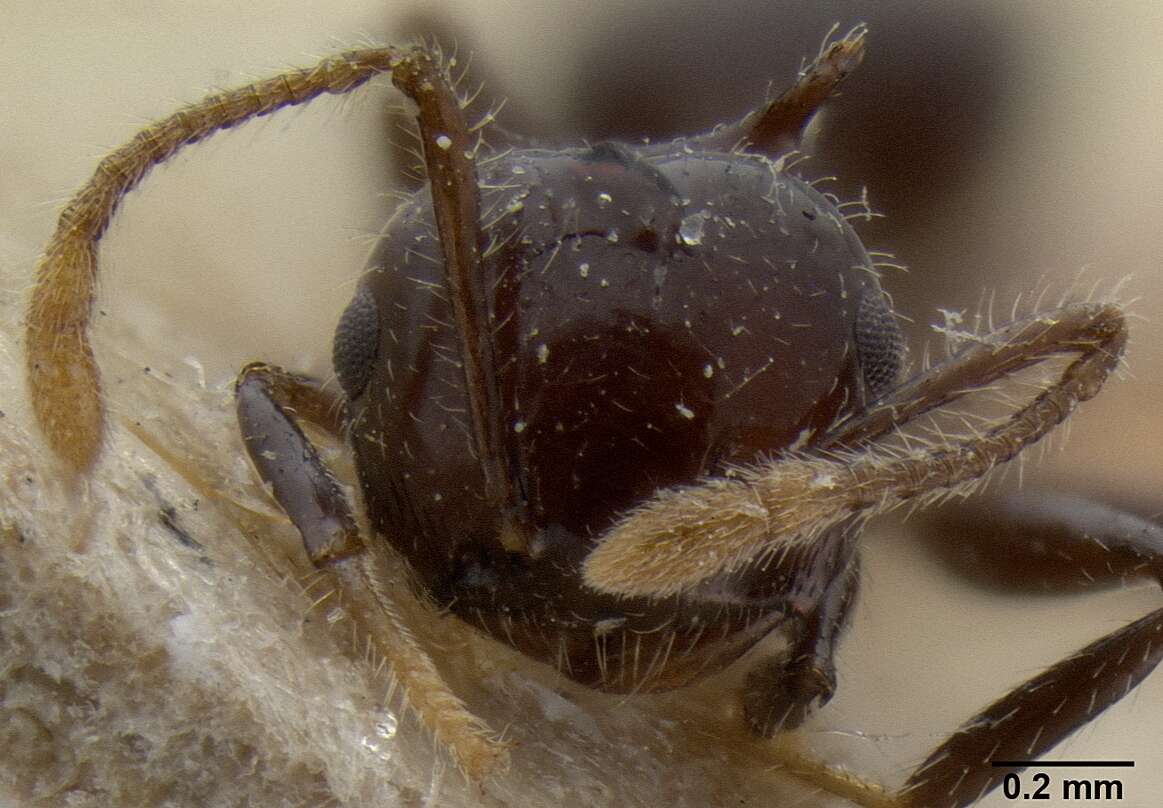 Image of Crematogaster recurva Emery 1897