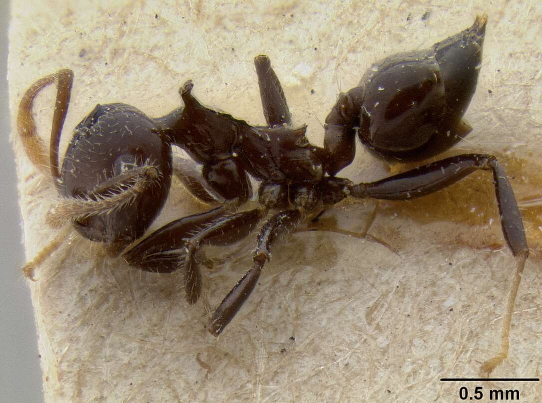 Image of Crematogaster recurva Emery 1897