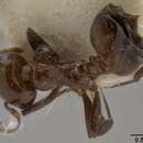 Plancia ëd <i>Crematogaster sikkimensis</i>