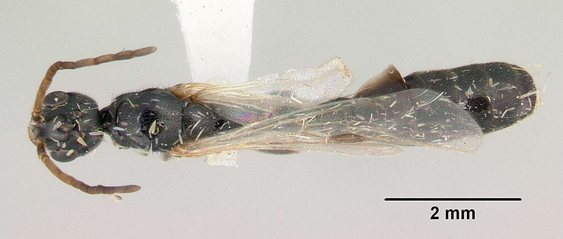 Image of Tetraponera punctulata Smith 1877