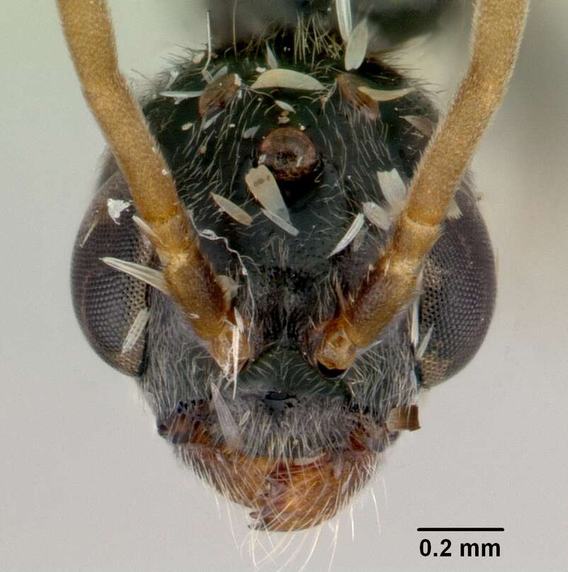 Image of Tetraponera punctulata Smith 1877