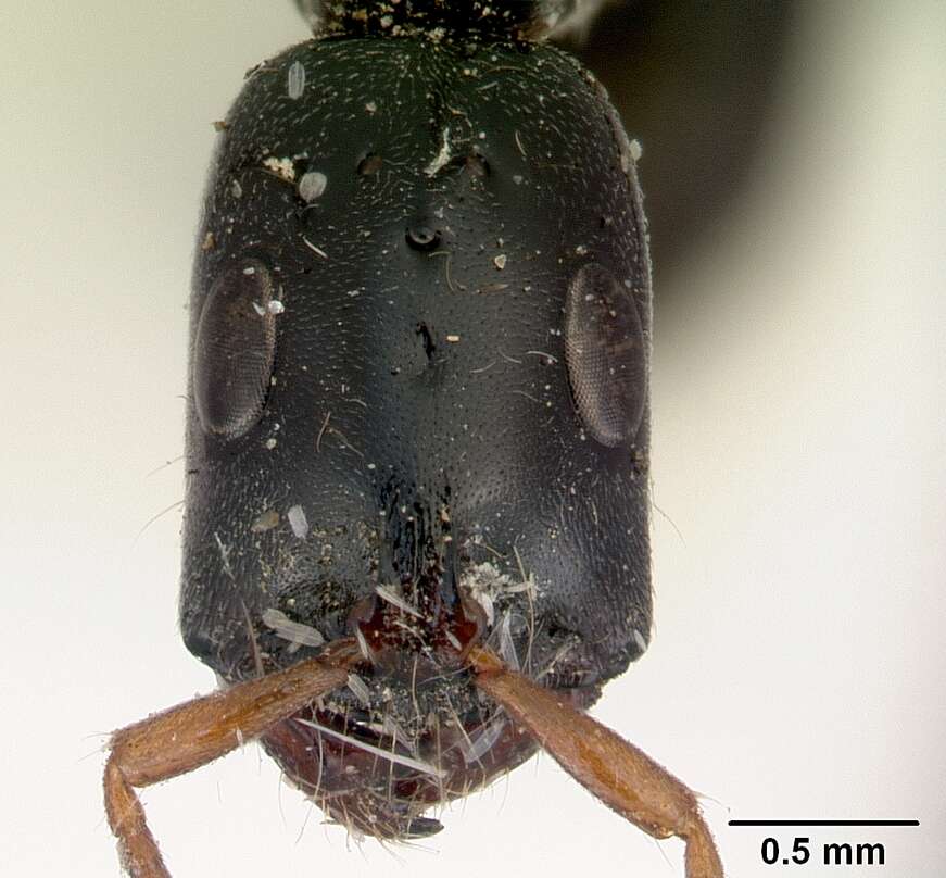 Image of Tetraponera punctulata Smith 1877