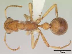 Image of Nothomyrmecia