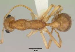 Image of Nothomyrmecia