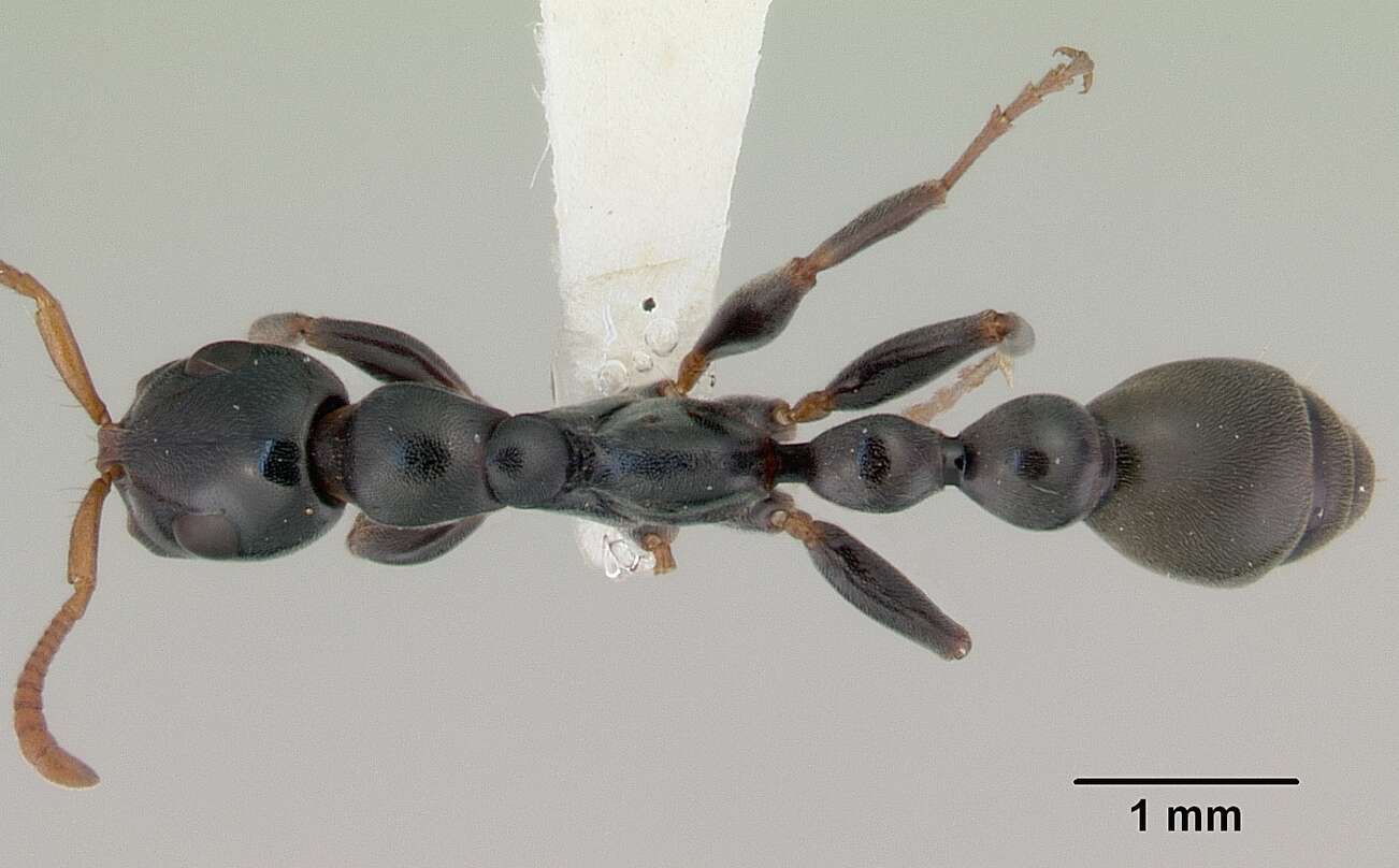 Image of Tetraponera punctulata Smith 1877