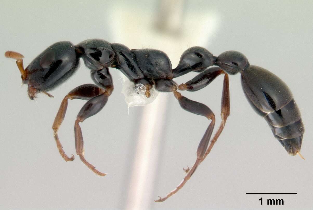 Image of Tetraponera punctulata Smith 1877