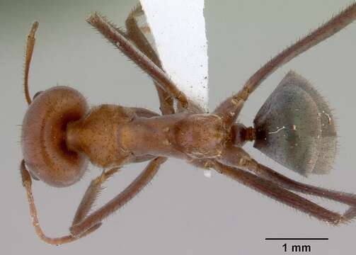 Image of Iridomyrmex reburrus Shattuck 1993