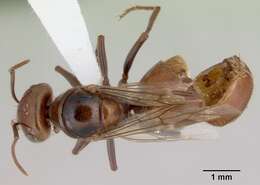 Melophorus anderseni Agosti 1997的圖片