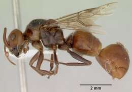 Melophorus anderseni Agosti 1997的圖片