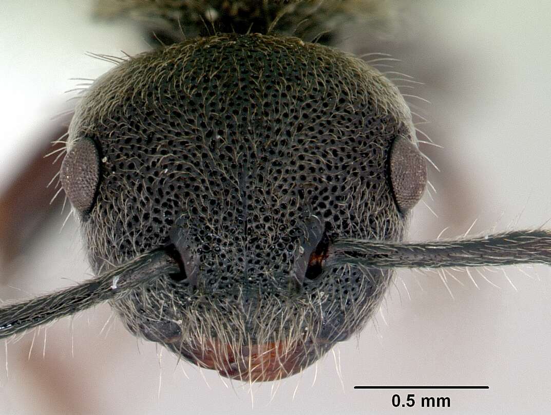 Imagem de Echinopla australis Forel 1901