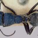 Image of Calomyrmex purpureus (Mayr 1876)