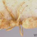 Image of Acropyga myops Forel 1910