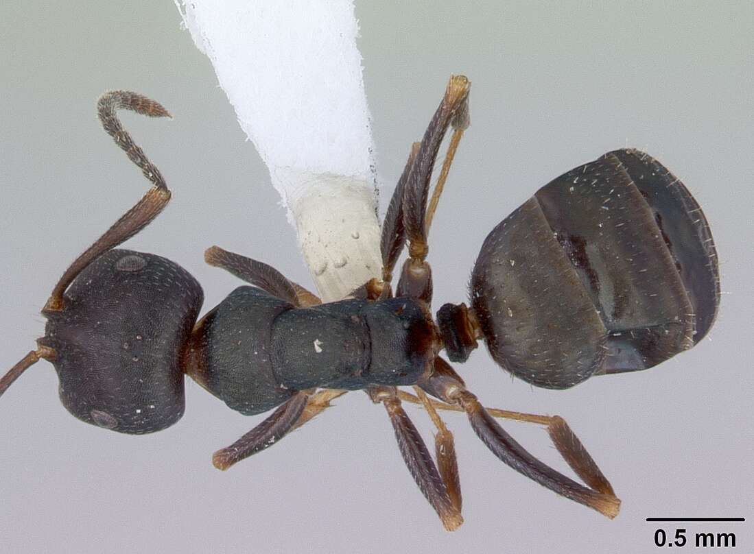 Image of Melophorus majeri Agosti 1997