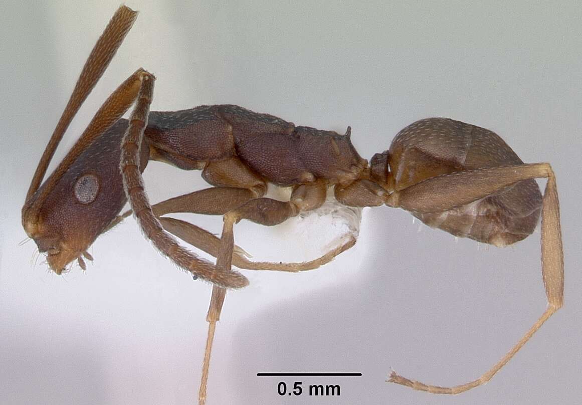 Image of Melophorus majeri Agosti 1997