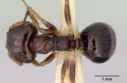 Image de Myrmecorhynchus emeryi Andre 1896