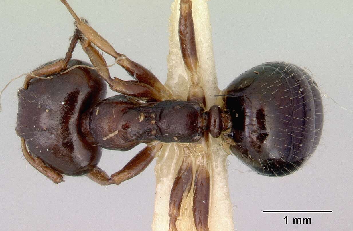 Image de Myrmecorhynchus emeryi Andre 1896