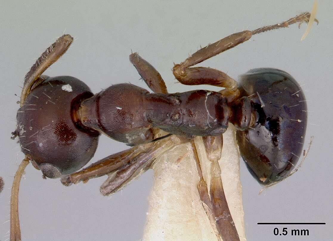 Image de Myrmecorhynchus emeryi Andre 1896