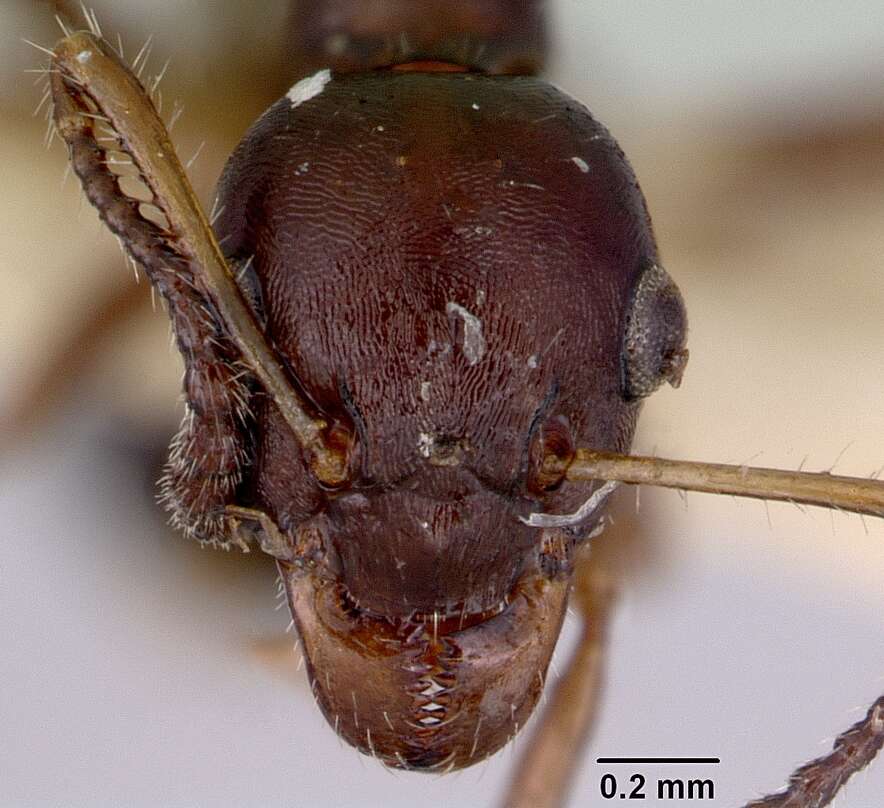 Image de Myrmecorhynchus emeryi Andre 1896