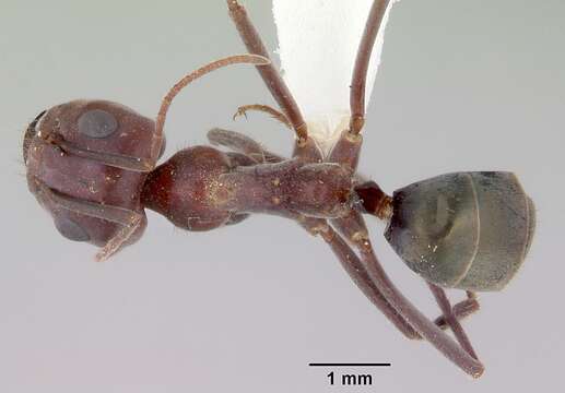 Plancia ëd Iridomyrmex bigi Shattuck 1993