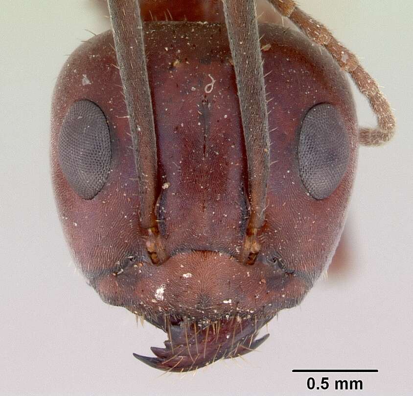 Plancia ëd Iridomyrmex bigi Shattuck 1993