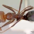 Image of Iridomyrmex galbanus Shattuck 1993