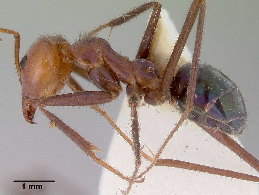 Image of Iridomyrmex galbanus Shattuck 1993