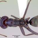 Imagem de Iridomyrmex lividus Shattuck 1993