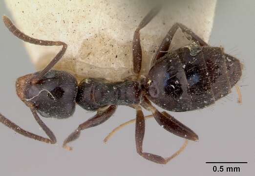 Image of Technomyrmex jocosus Forel 1910