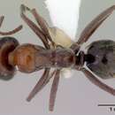 Imagem de Iridomyrmex anderseni Shattuck 1993